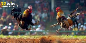 Trực tiếp đá gà Mỹ: Cập nhật lịch thi đấu mới nhất hôm nay